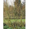Saule tortueux