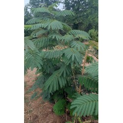 Albizia / Arbre à soie