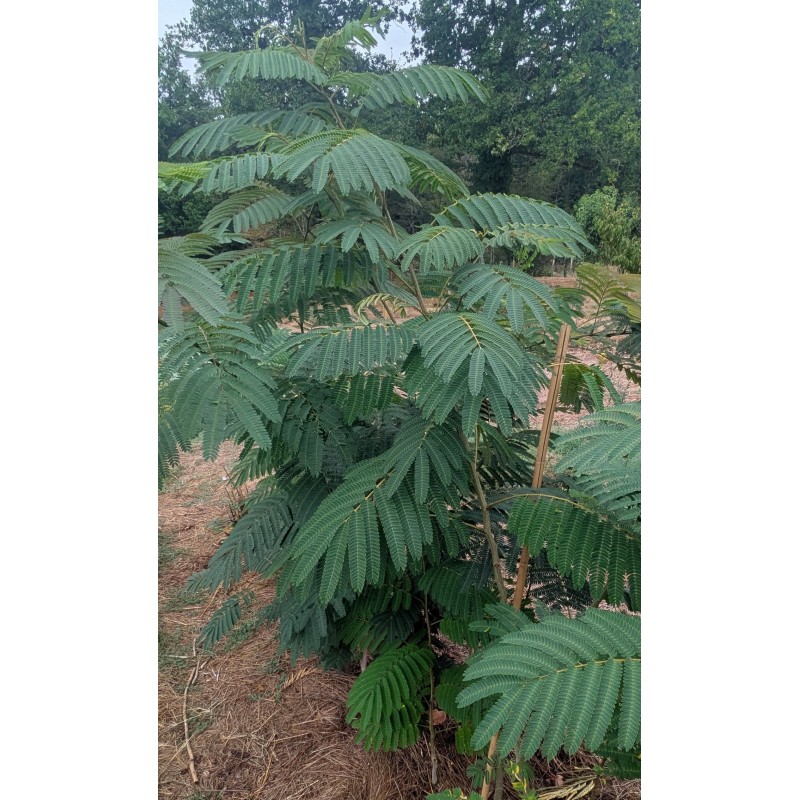Albizia / Arbre à soie Albizia / Arbre à soie