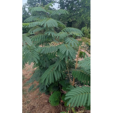 Albizia / Arbre à soie
