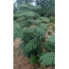 Albizia / Arbre à soie