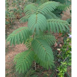 Albizia / Arbre à soie