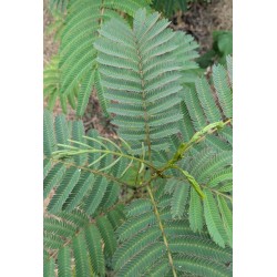 Albizia / Arbre à soie