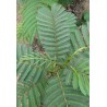 Albizia / Arbre à soie