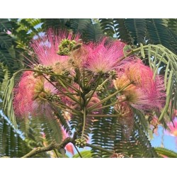 Albizia / Arbre à soie