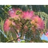Albizia / Arbre à soie
