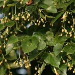 Tilleul à petites feuilles