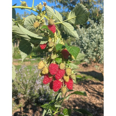 Framboisier ‘Bella Maar’