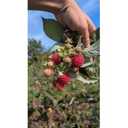Framboisier 'September'