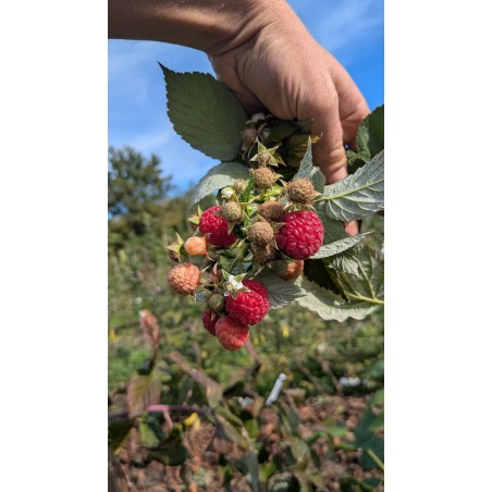 Framboisier 'September'