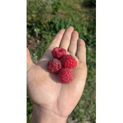 Framboisier 'September'