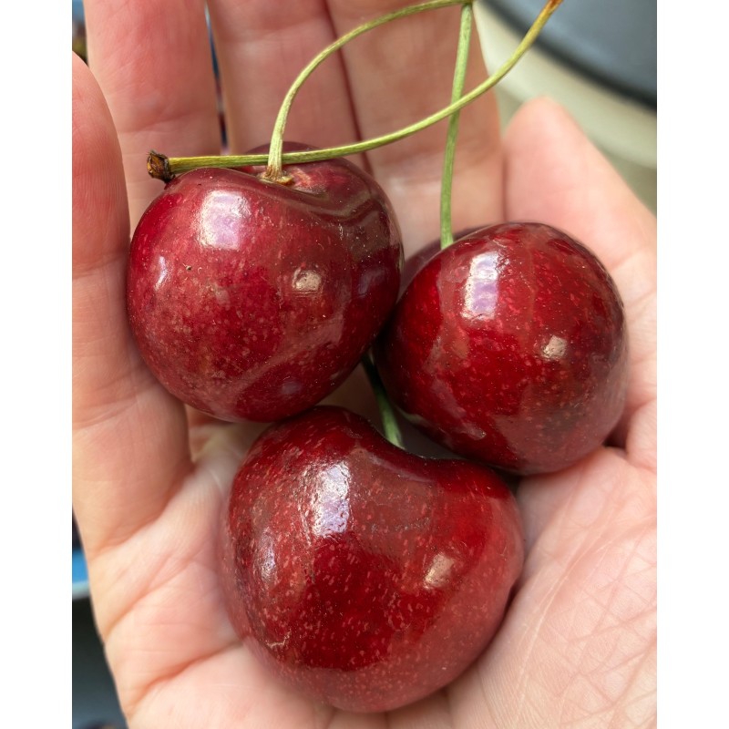 Cerisier 'Lapins'