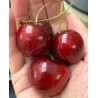 Cerisier 'Lapins'