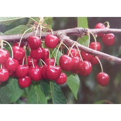 Cerisier 'Tonkinoise'