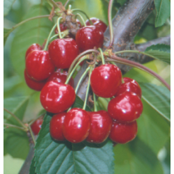 Cerisier 'Tonkinoise'