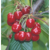 Cerisier 'Tonkinoise'