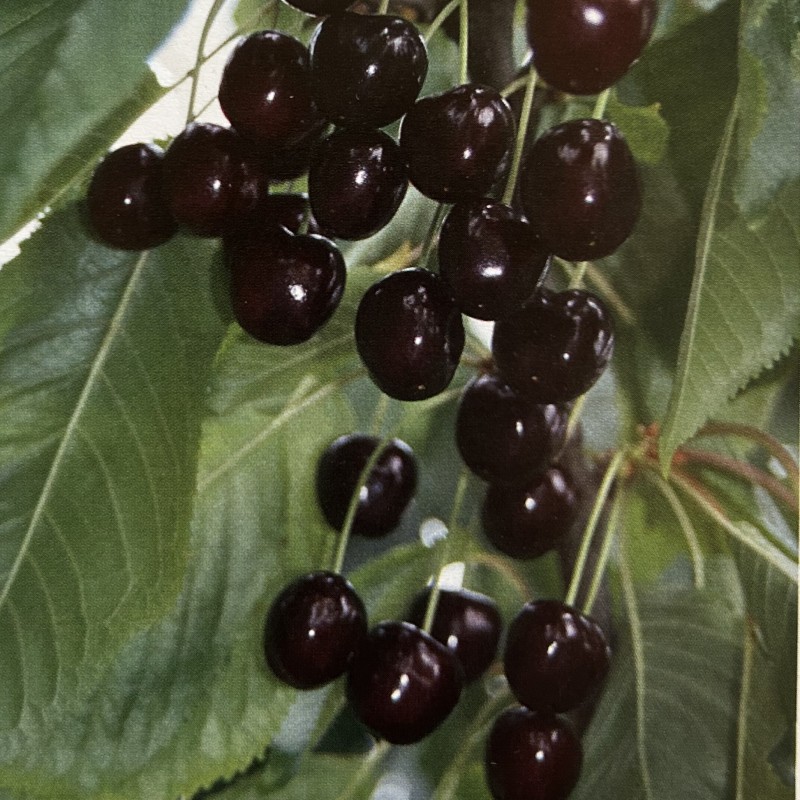 Cerisier 'Mourette' / 'Amourette'