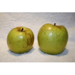 Pommier 'De l'Estre'