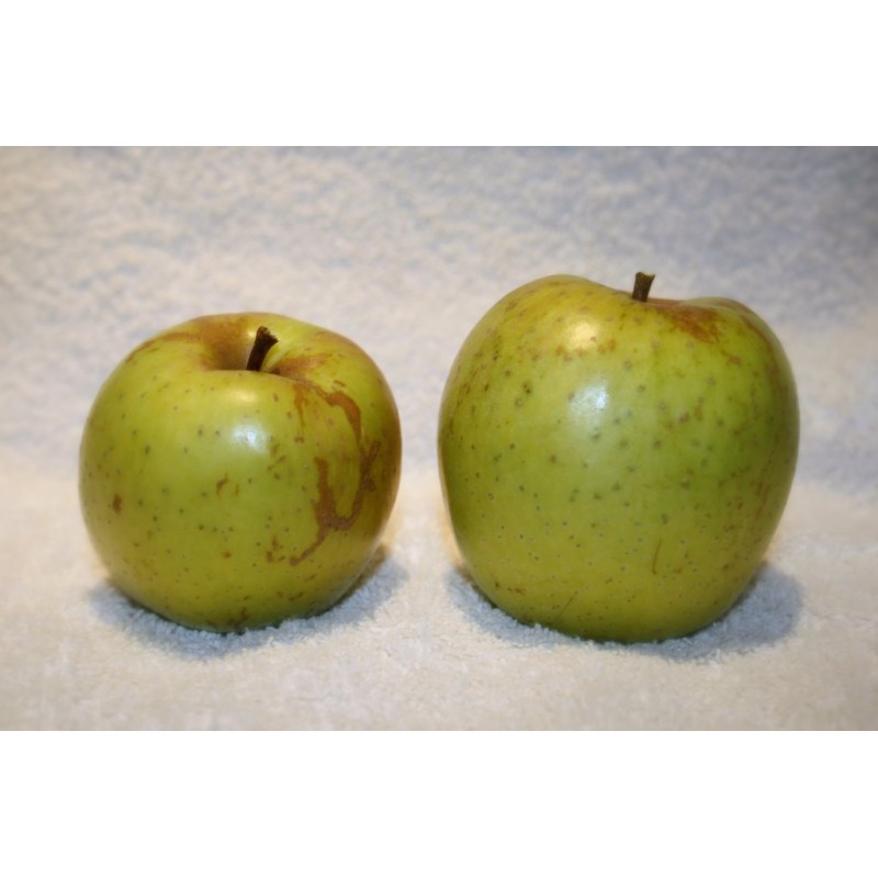 Pommier 'De l'Estre'