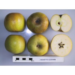Pommier 'Reinette Clochard'