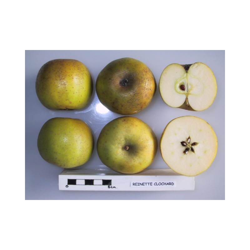 Pommier 'Reinette Clochard'