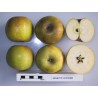 Pommier 'Reinette Clochard'