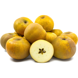 Pommier 'Reinette Clochard'