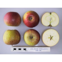 Pommier 'Cox Orange'