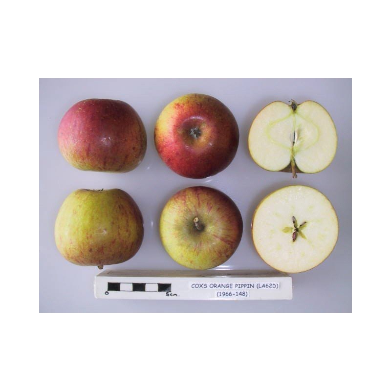 Pommier 'Cox Orange'