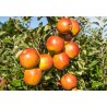 Pommier 'Cox Orange'