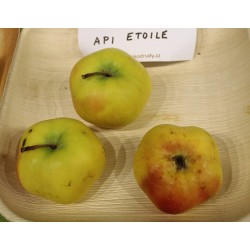 Pommier 'Api Etoilé'