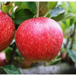Pommier 'Royal Gala'