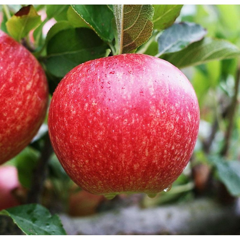 Pommier 'Royal Gala'