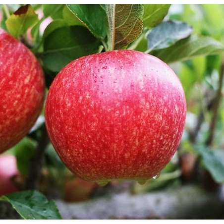 Pommier 'Royal Gala'