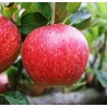 Pommier 'Royal Gala'