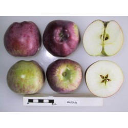 Pommier 'Macoun'