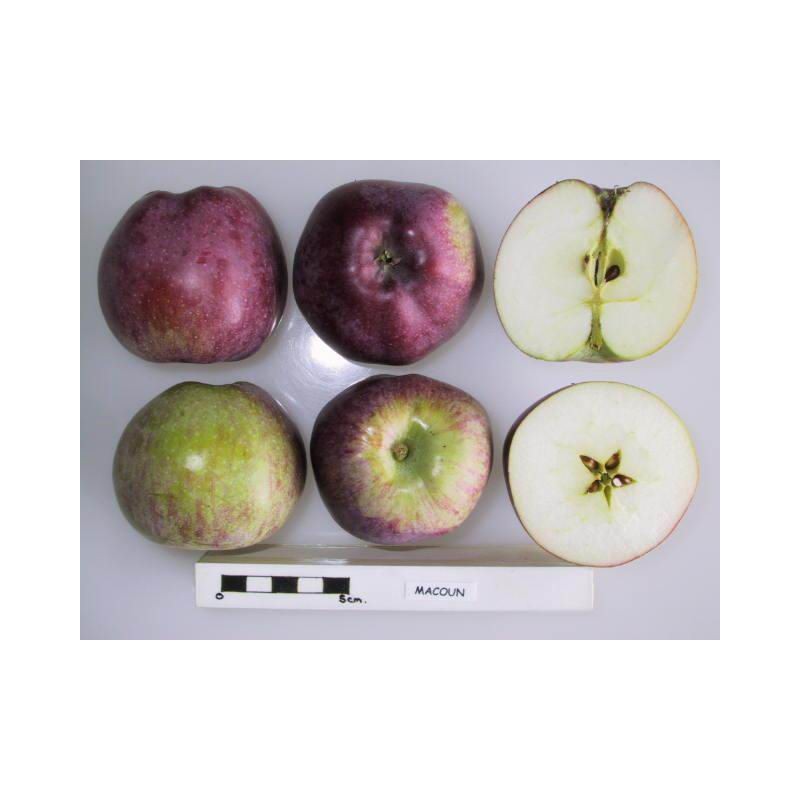 Pommier 'Macoun'