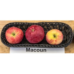 Pommier 'Macoun'