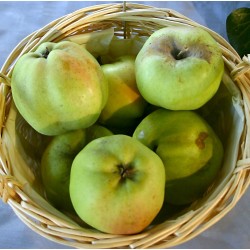 Pommier 'Calville Blanc d'Hiver'