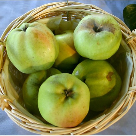 Pommier 'Calville Blanc d'Hiver'