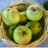 Pommier 'Calville Blanc d'Hiver'