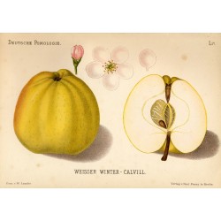 Pommier 'Calville Blanc d'Hiver'