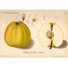 Pommier 'Calville Blanc d'Hiver'