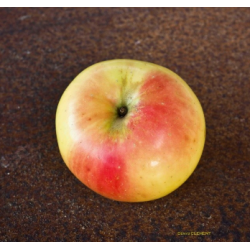 Pommier 'Pomme Pierre' / 'Belle des Buis'