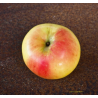 Pommier 'Pomme Pierre' / 'Belle des Buis'