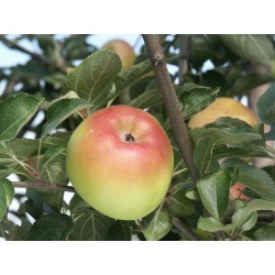Pommier 'Pomme Pierre' / 'Belle des Buis'