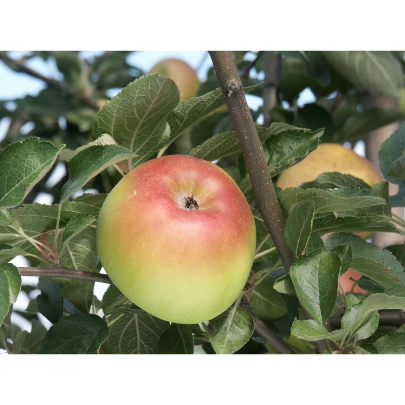 Pommier 'Pomme Pierre' / 'Belle des Buis'