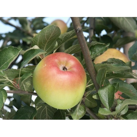 Pommier 'Pomme Pierre' / 'Belle des Buis'