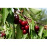 Cerisier 'Hedelfingen'