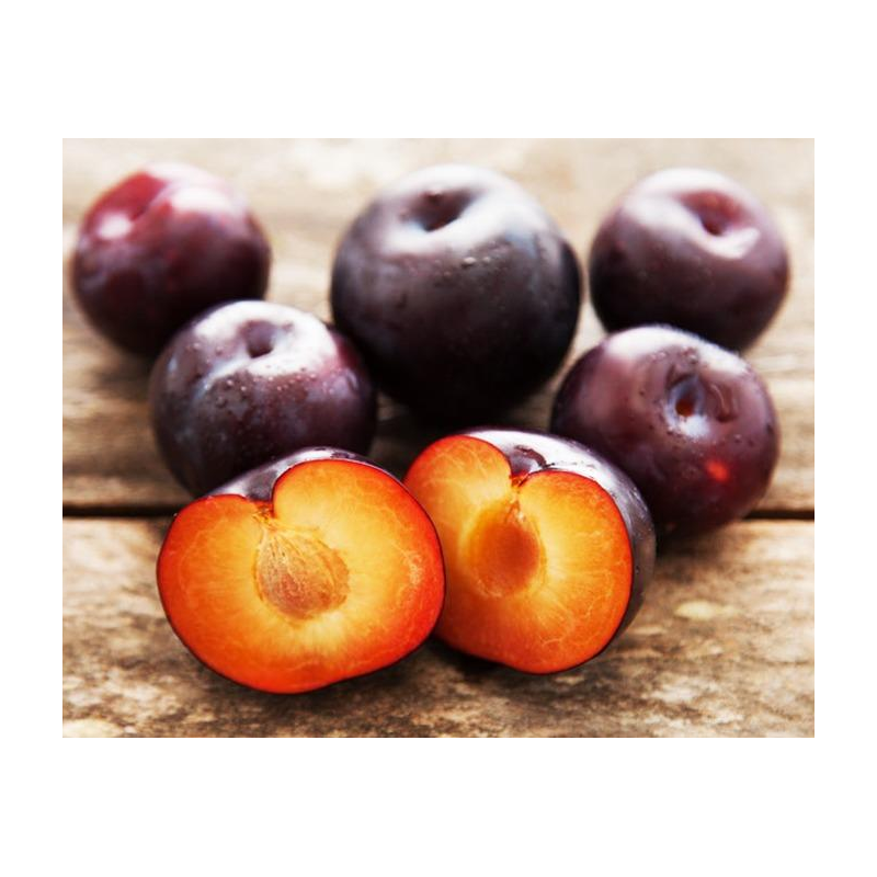Plumcot 'Spring Satin'